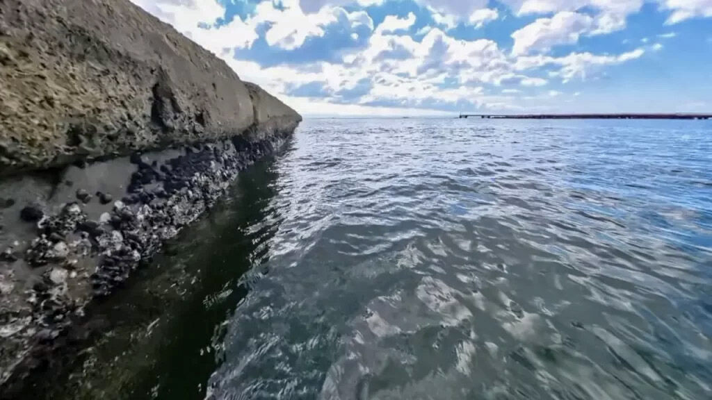 須磨海岸の小突堤のフジツボなど