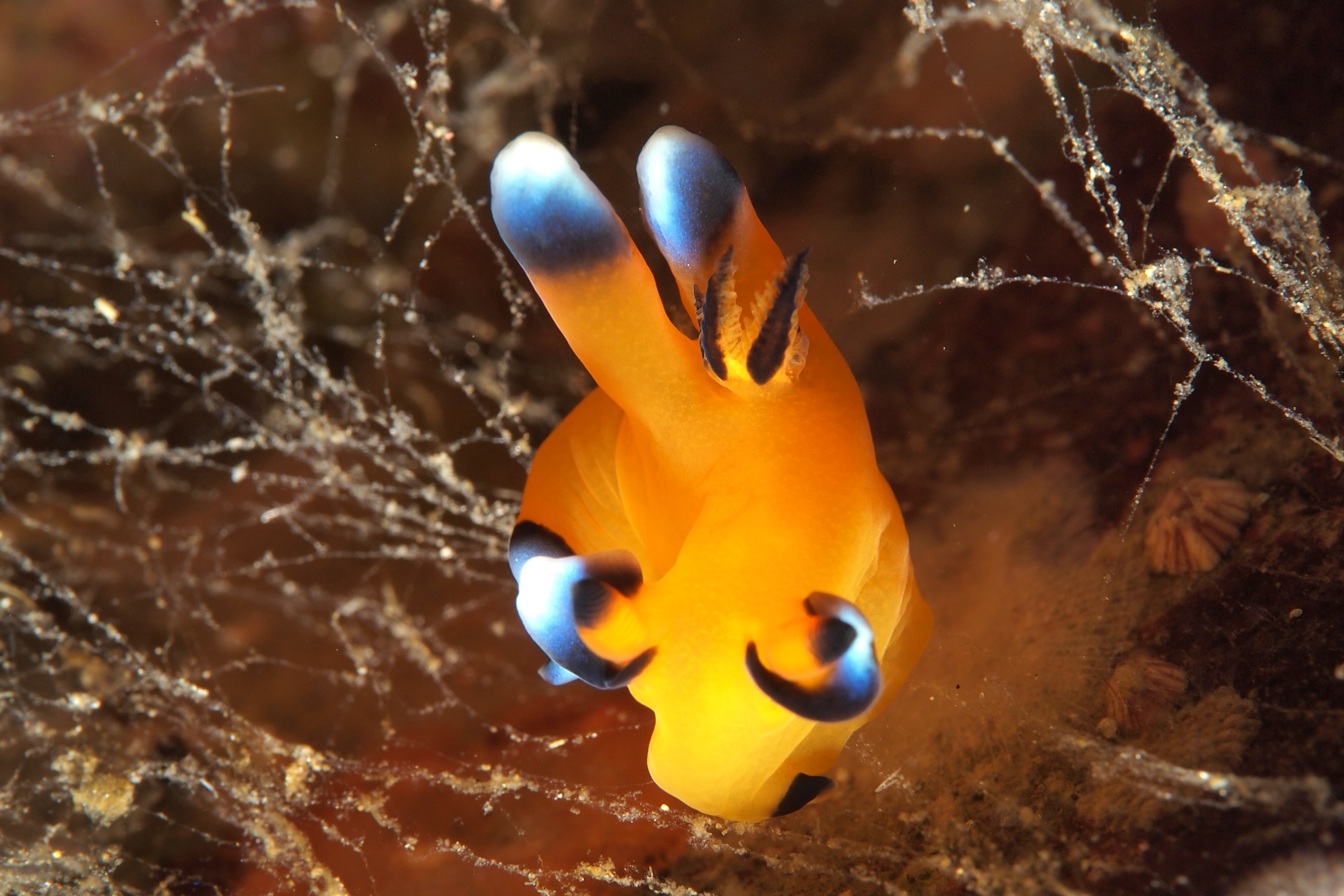 ウデフリツノザヤウミウシ（通称ピカチュウ）