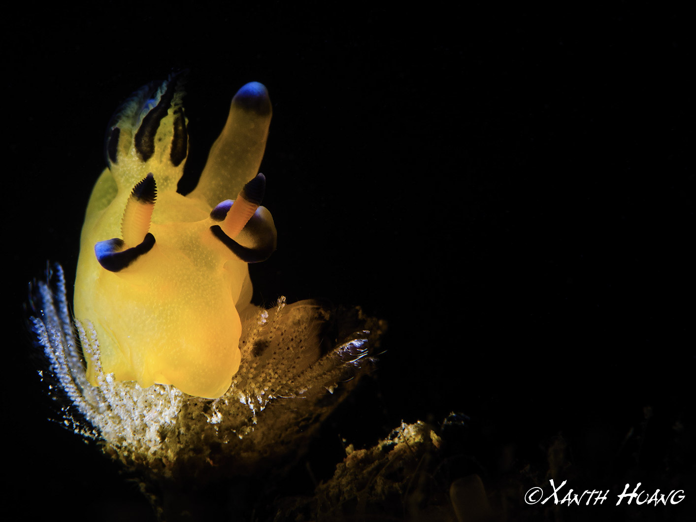 ウデフリツノザヤウミウシ（通称ピカチュウ）