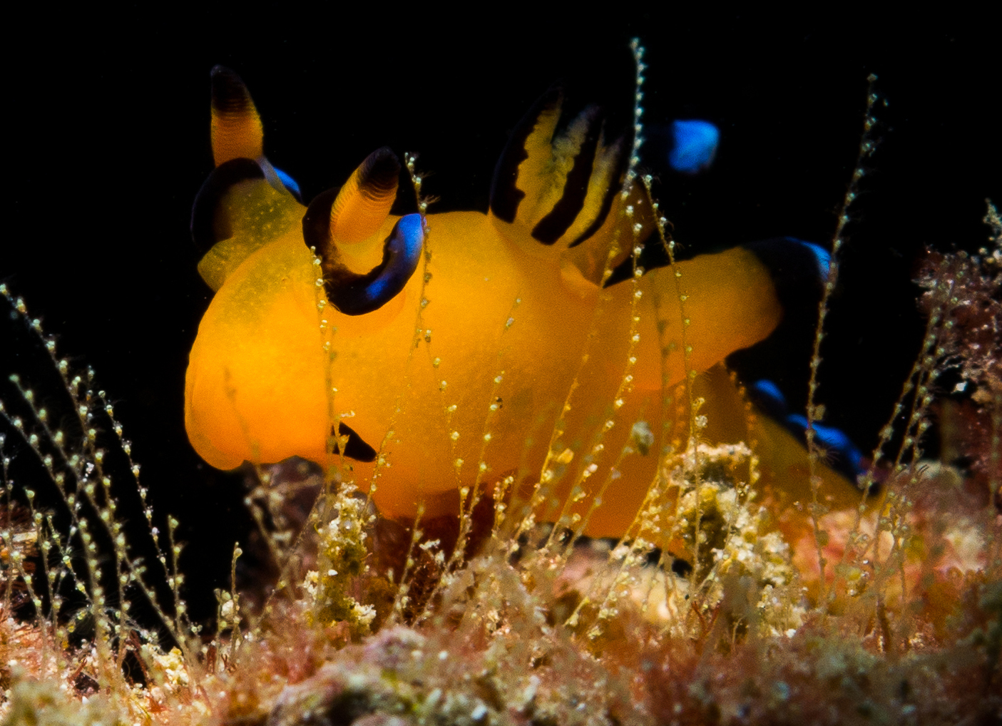ウデフリツノザヤウミウシ（通称ピカチュウ）
