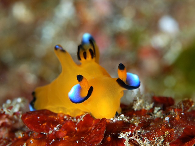 ウデフリツノザヤウミウシ（通称ピカチュウ）