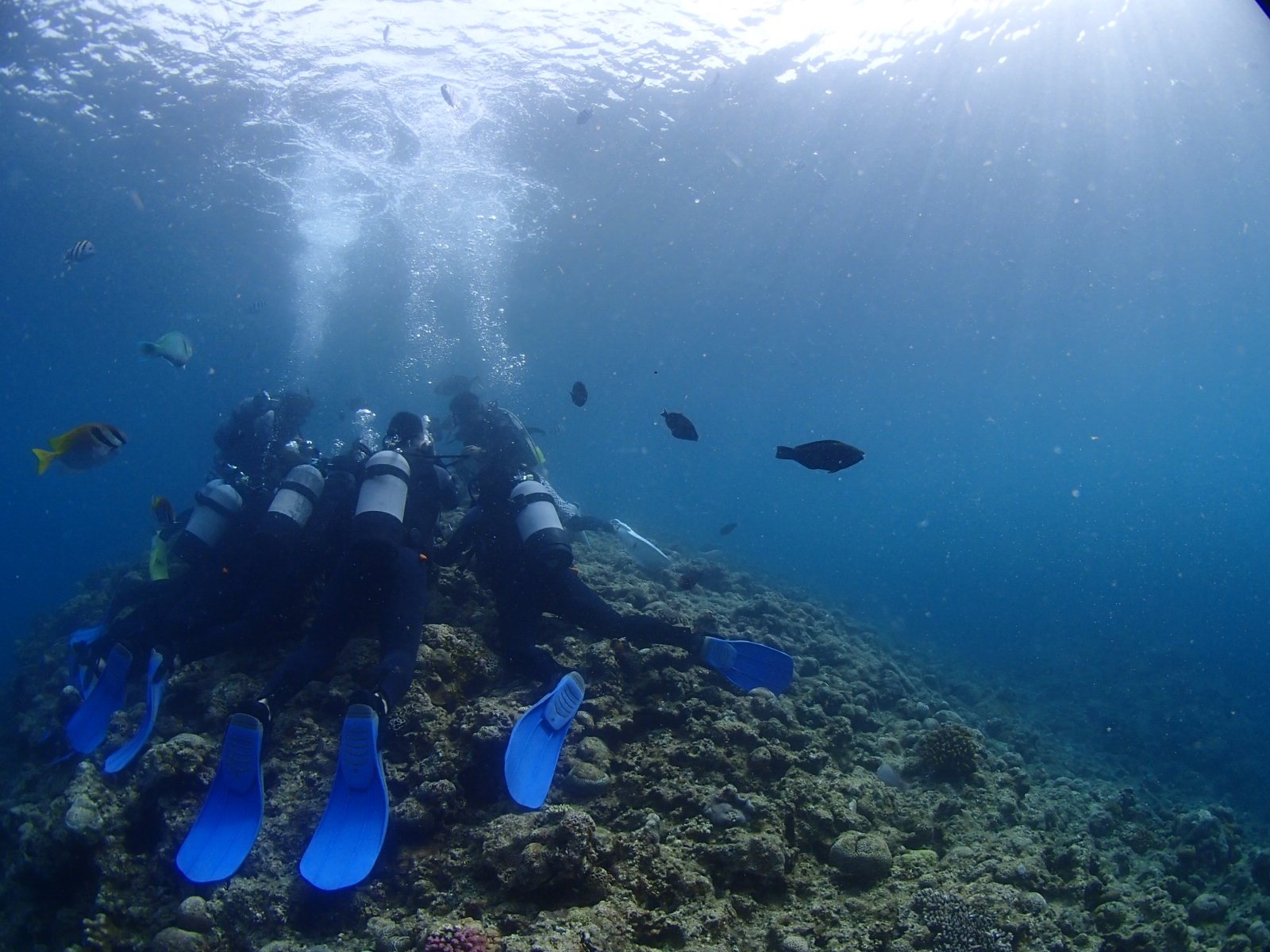 &copy;SHANGCHIEH</a><br>なにを見つけたのかな？<br>素敵な子 (ピカチュウ！？) を見つけたらダイバーはこうなるよ&hearts;