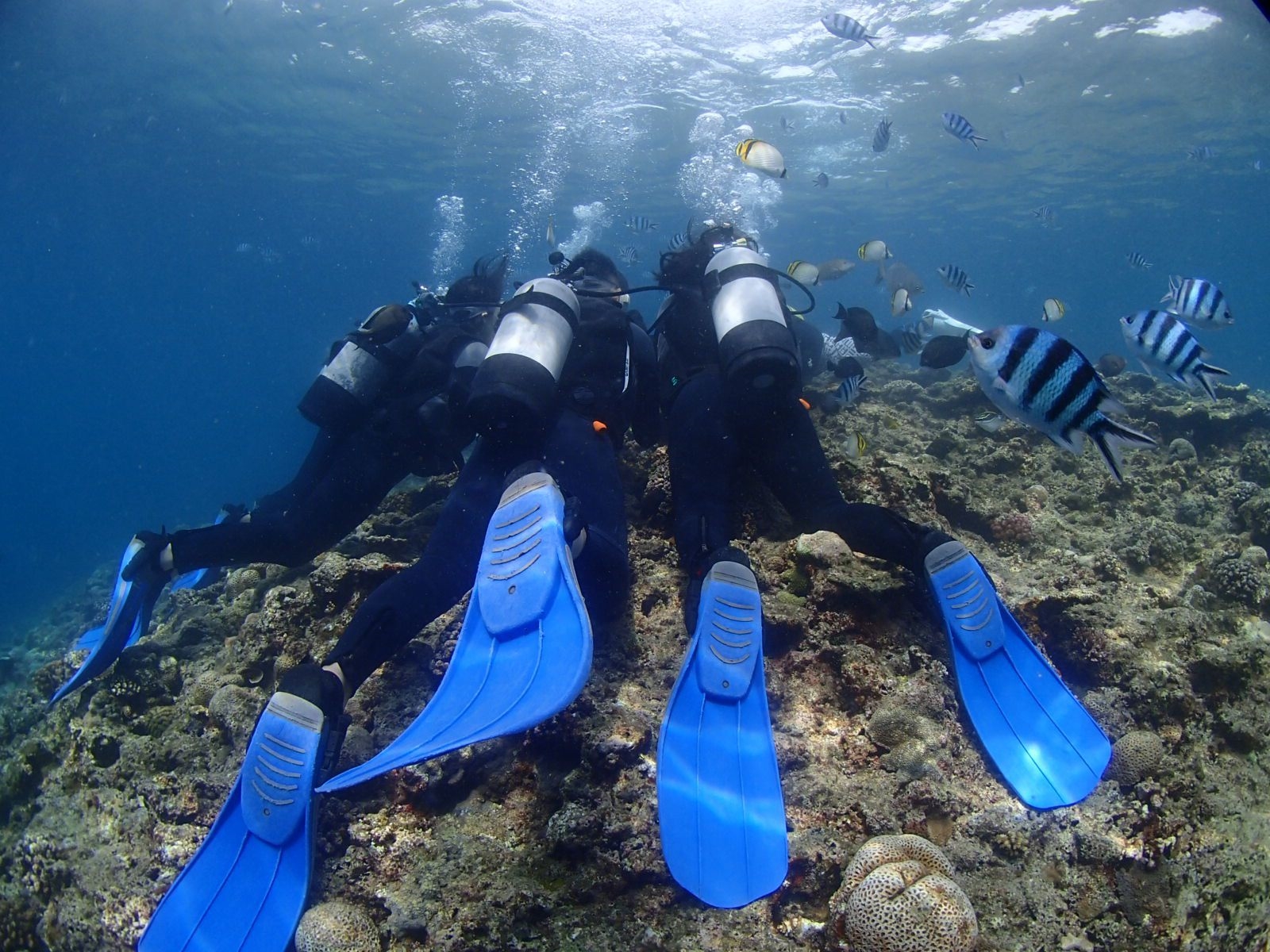 &copy;SHANGCHIEH</a><br>なにを見つけたのかな？<br>素敵な子 (ピカチュウ！？) を見つけたらダイバーはこうなるよ&hearts;